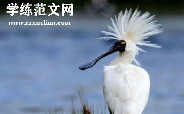 鸟的语言教学反思5篇