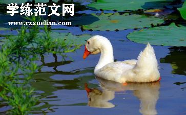 鹅作文100字作文优质6篇