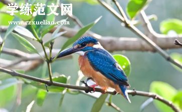 鸟的语言教学反思最新7篇