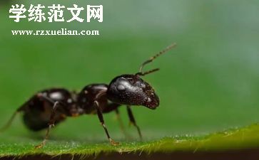 蚂蚁活动教案7篇