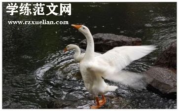 野天鹅的教案7篇