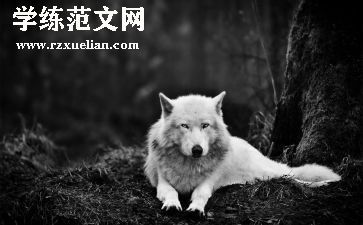 大灰狼来了教案5篇