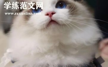 小班语言小花猫教案5篇