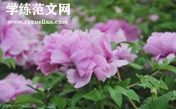 大班优秀美术课教案5篇