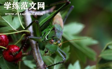 蚂蚁和蝈蝈的教案8篇