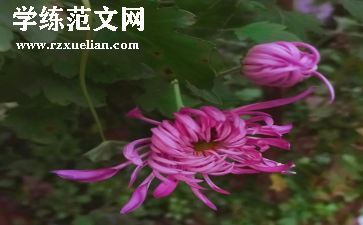 我喜欢菊花作文8篇