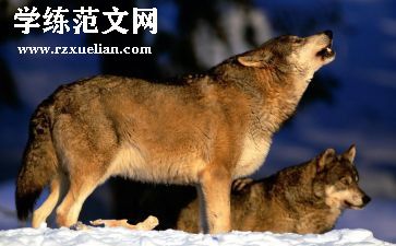 狼的调查报告最新8篇