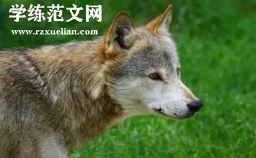 社会狼来了教学反思模板5篇