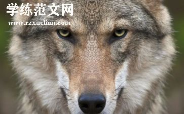 大班社会狼来了教案优质5篇