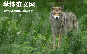 社会狼来了教案7篇