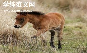 马均事迹材料模板7篇