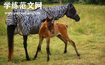 马均事迹材料精选8篇