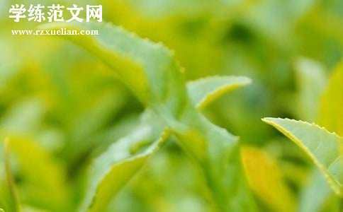 茶叶营销策划方案
