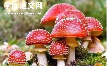 禁毒活动方案7篇