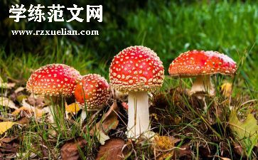 禁毒活动方案参考8篇
