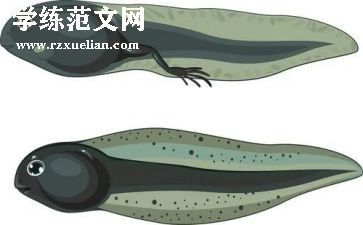 折蝌蚪教案优质5篇