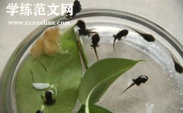 折蝌蚪教案推荐5篇
