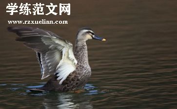 小鸭游戏教案6篇