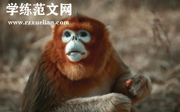 猴子捞月中班语言教案5篇