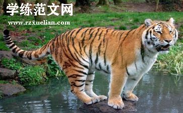 《小壁虎借尾巴》优秀教案优质8篇