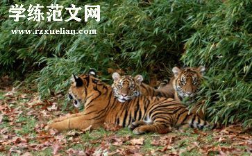 小壁虎借尾巴优秀教案7篇