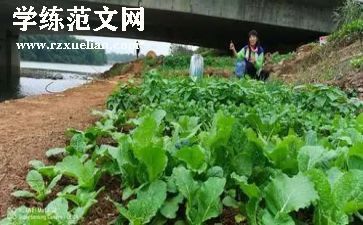 蔬菜宝宝的教案模板6篇
