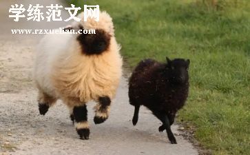 关于羊的科学教案参考7篇