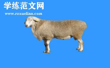 关于羊的科学教案优质7篇