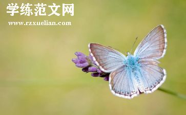扑蝴蝶教案最新8篇