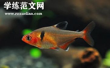保护鱼的教案参考7篇