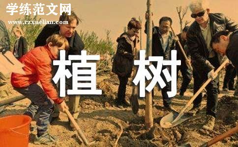 植树的活动策划