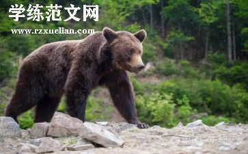 中班熊来了教学反思优秀6篇