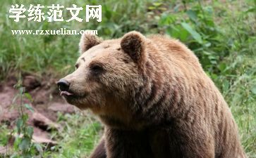 中班熊来了教学反思7篇