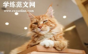 小班画熊猫教案6篇