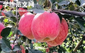 红苹果的教案5篇