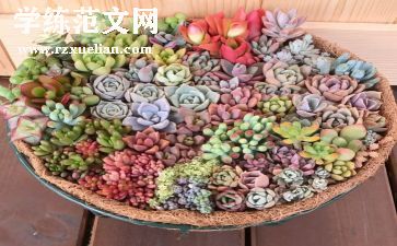 多肉?A作文7篇