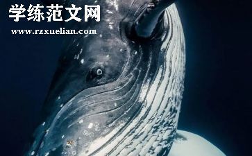关于鲸的作文600字参考5篇