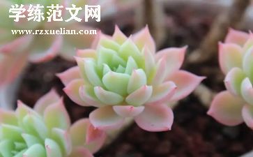 多肉?A作文精选6篇