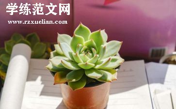 多肉多肉作文7篇