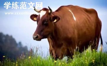 2024年牛年演讲稿6篇