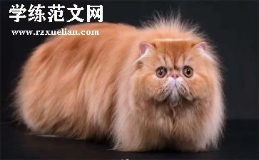 幼儿园英语猫和狗教案6篇