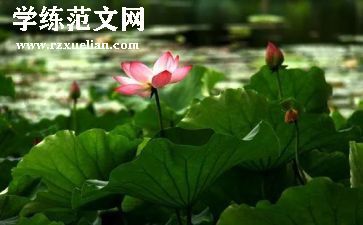 描写莲花的作文7篇