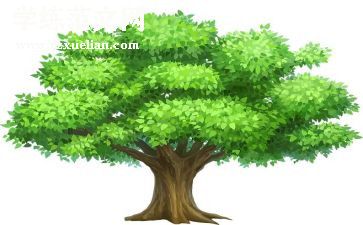 树的感受作文最新5篇