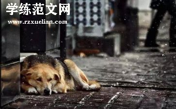 流浪猫和流浪狗的读后感5篇