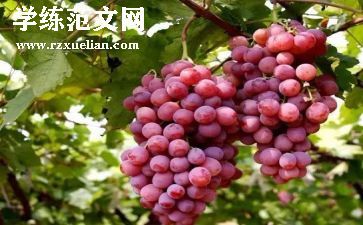 葡萄沟二年级教案7篇
