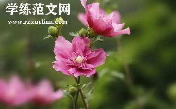 小红花教案5篇
