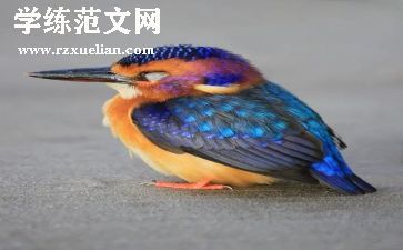 小鸟小鸟教学反思6篇