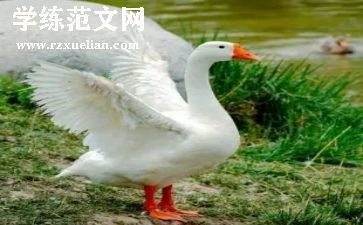 《吹小号的天鹅》的读后感通用5篇
