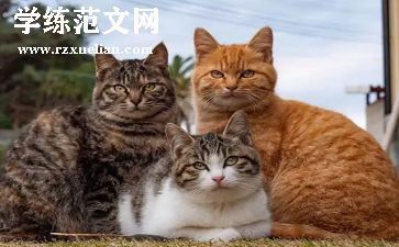 猫市场调研报告范文模板6篇