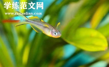 网小鱼幼儿教案6篇